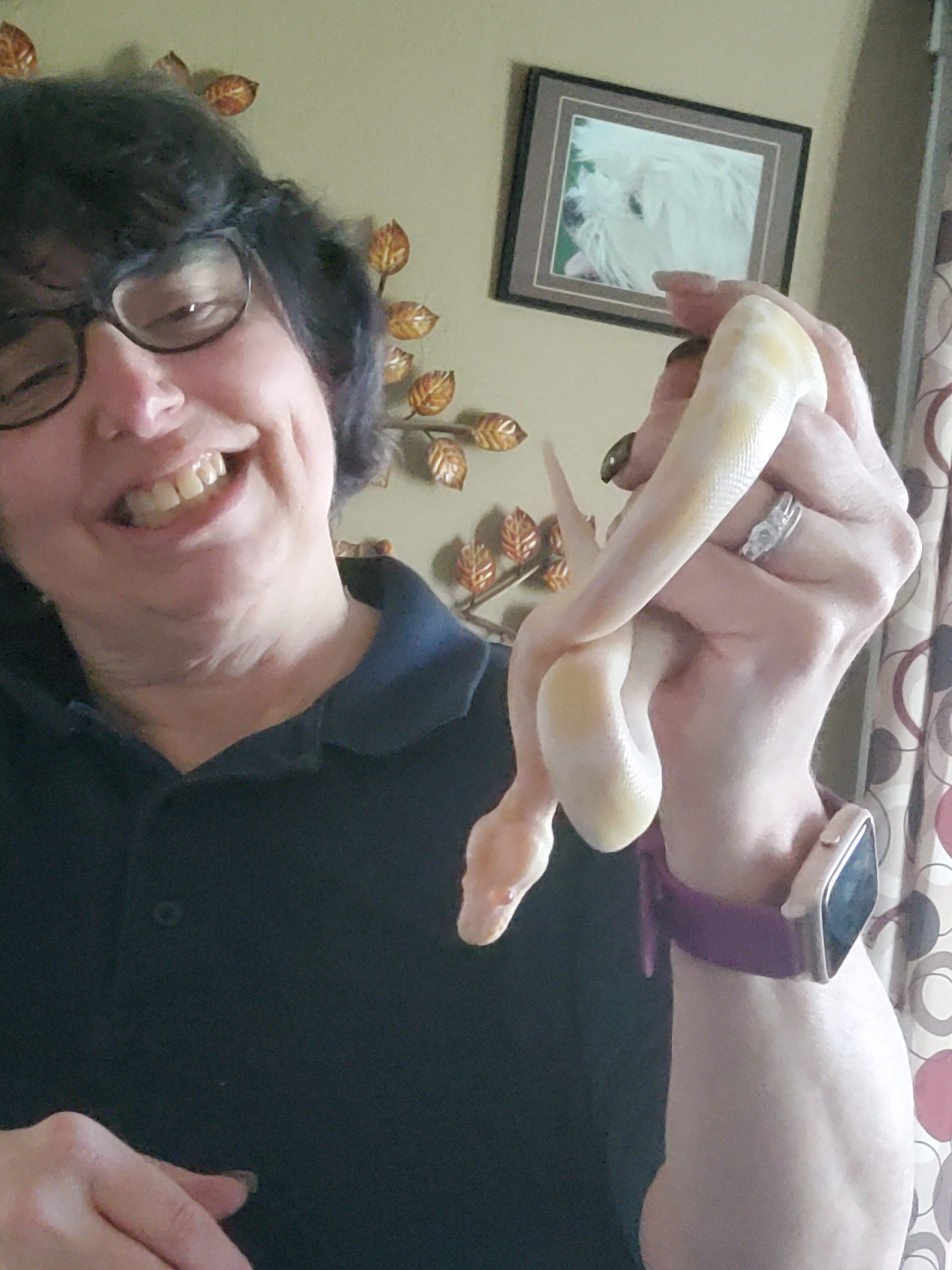 Snickers Ball Python